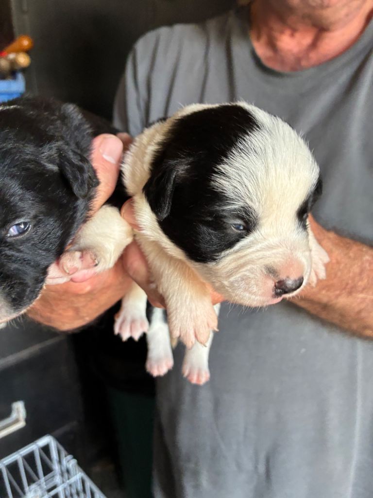 2 puppies 