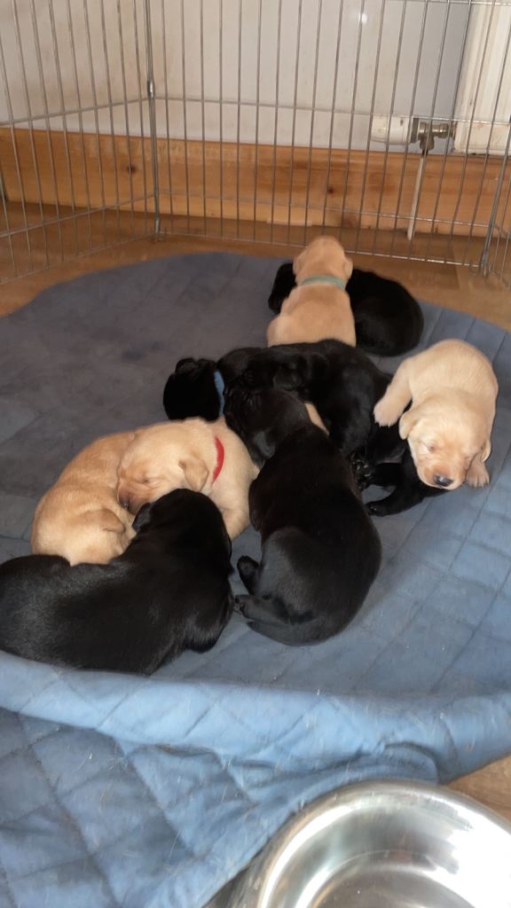 Lab puppies