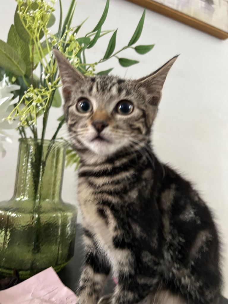 Female  kitten 