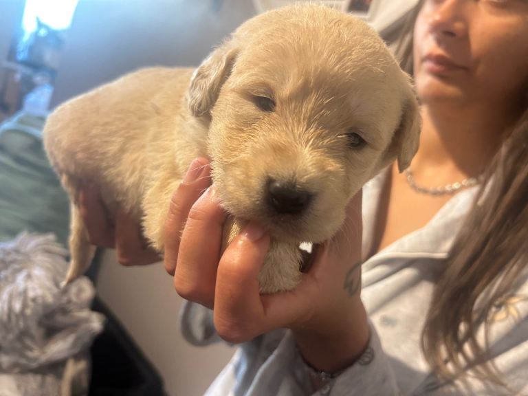 Labradoodle puppies for sale 