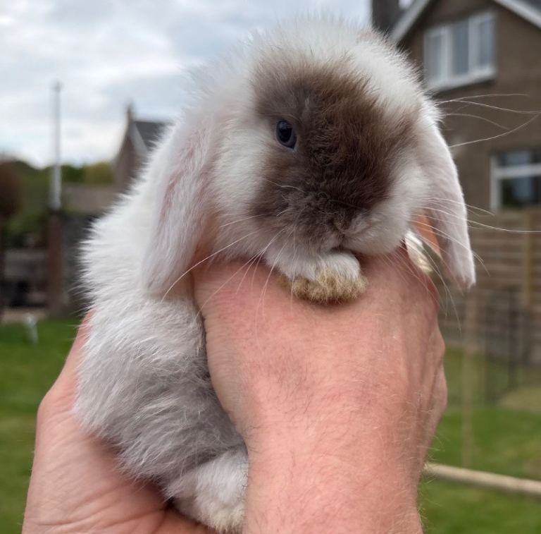 Mini Lop Boy 