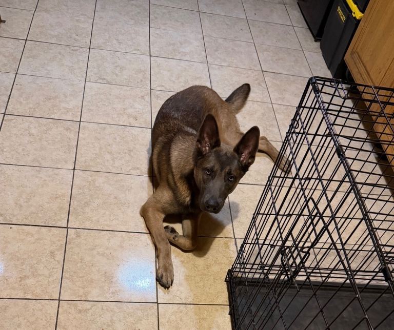 German Shepherd mix with Belgian Mali 