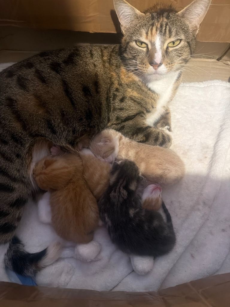 Beautiful stunning kittens 1 ginger and 1 grey