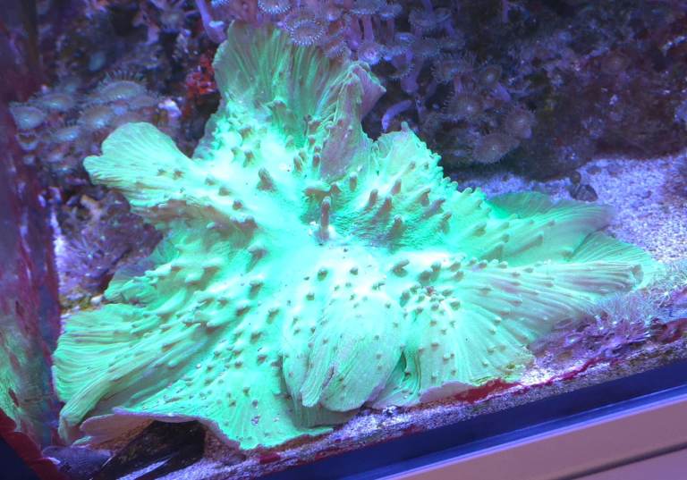 Aquarium decorations 