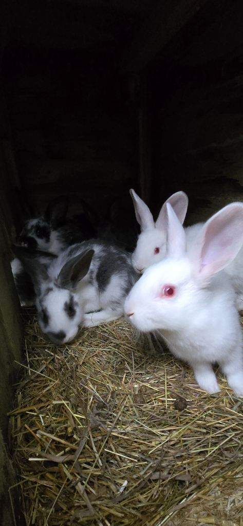 Rabbits New Zealand cross Continental 