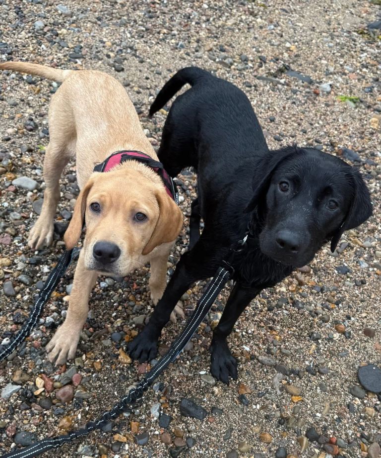 Labrador puppies 