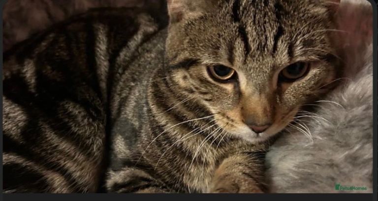 mixed breed kitten 6 months old male 