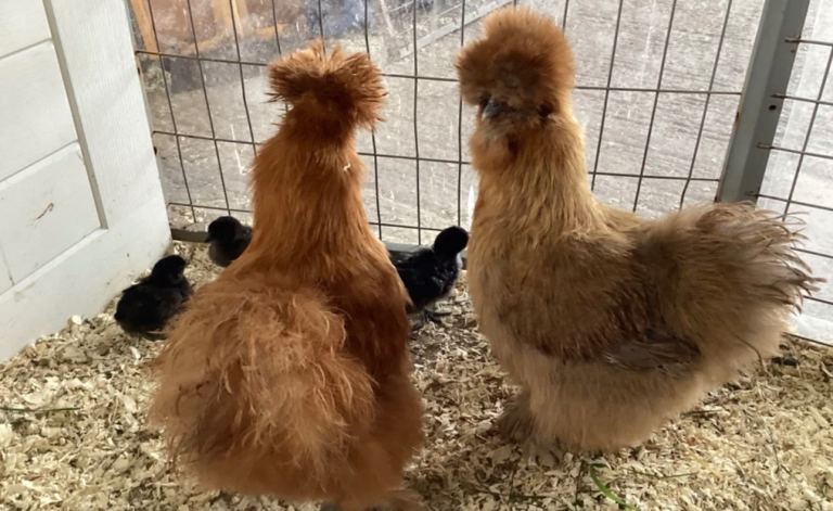 excellent hybrid hen,s for sale 