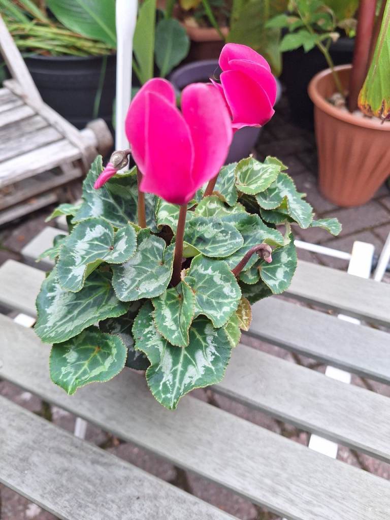 Cyclamen Plant, Pink Flowers Autumn Later Summer Splash of Colour 