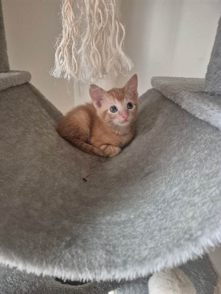 Last one Gorgeous kittens available 
