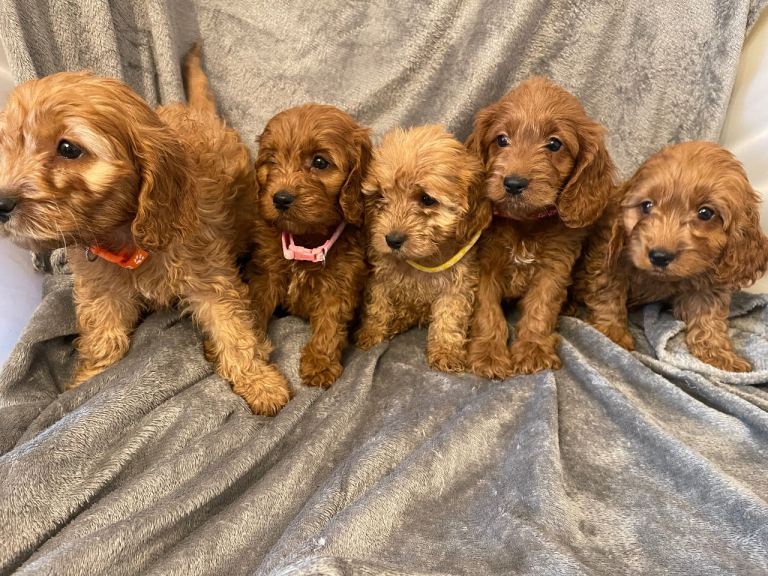 Extremely health tested cockapoo puppies