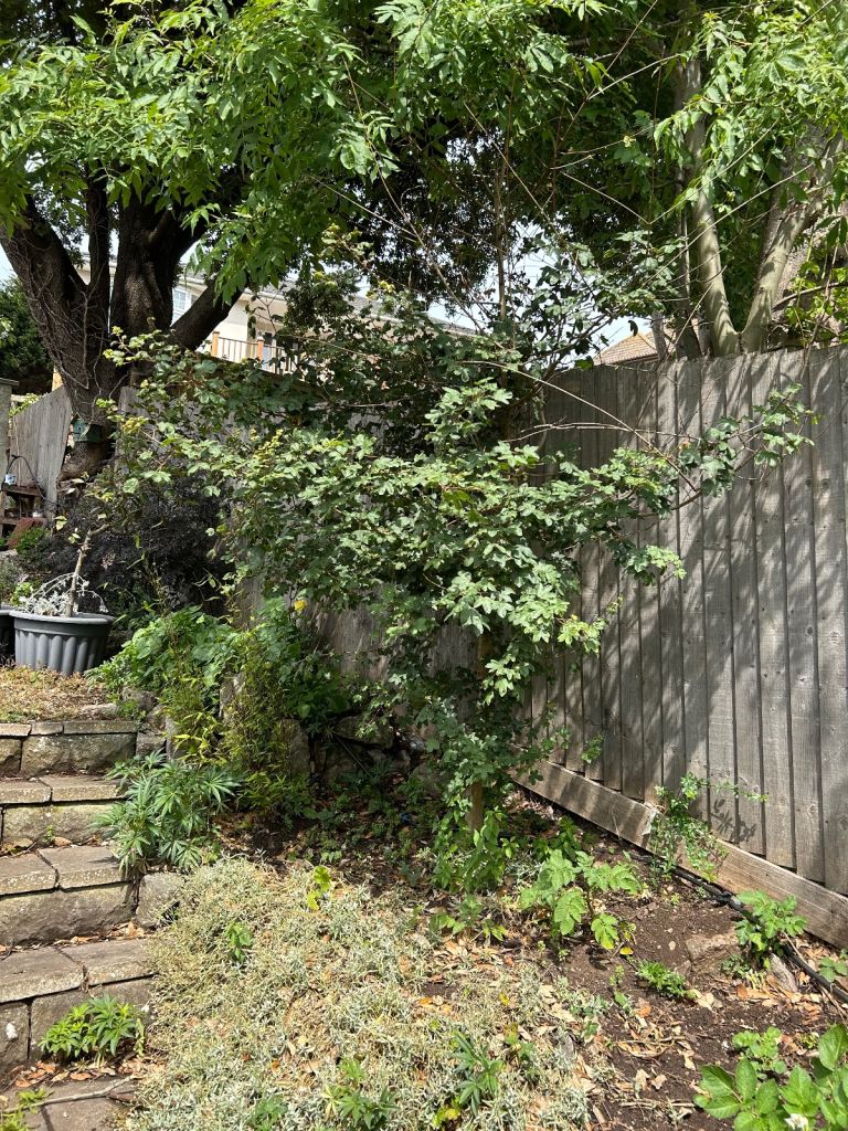 Young  tree  2 meters free to collect 