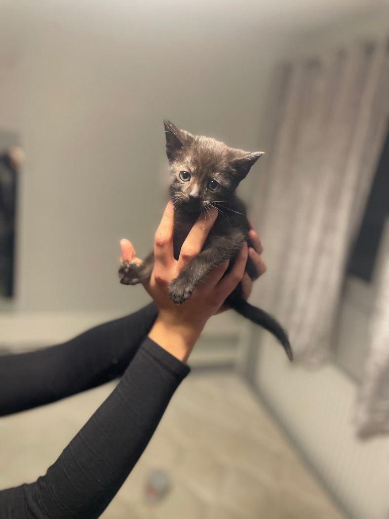 Beautiful most loving kittens for sale mixed colours 