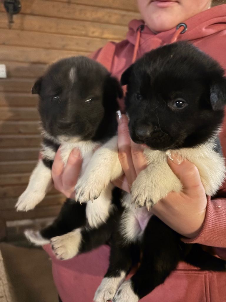 Gorgeous Akita puppies 