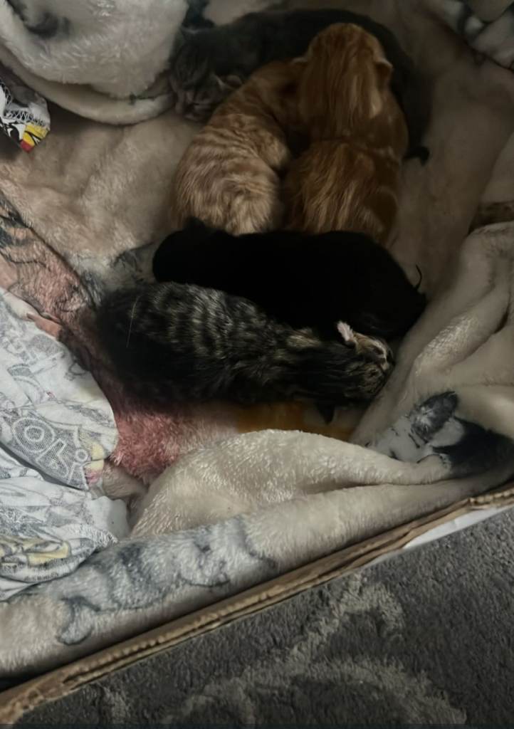 Adorable Kittens Looking for Forever Homes