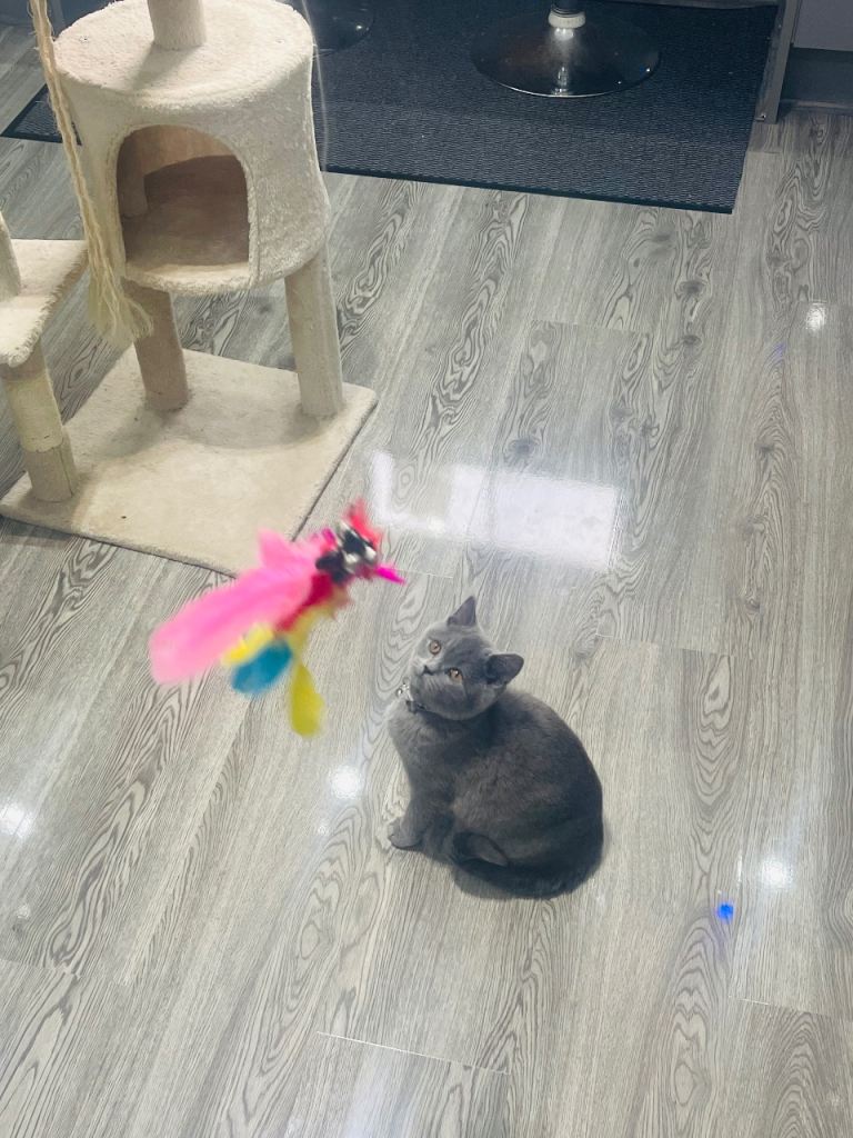 Stunning 18 Week Old Pedigree Blue British Shorthair Girl