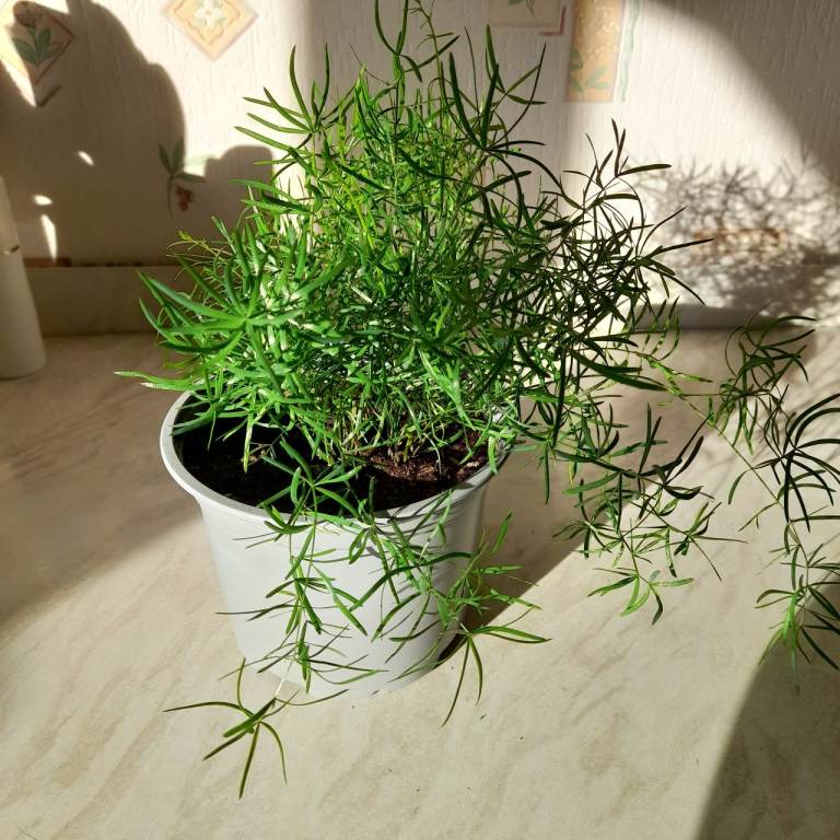 Asparagus fern plant, green.  
