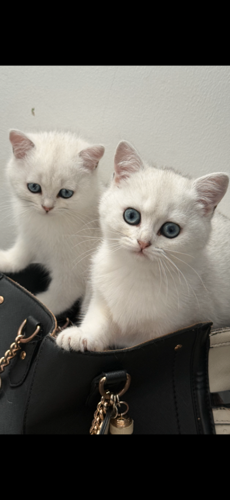 Courtesy Sale - Beautiful British Shorthair Kittens Looking for Loving Homes