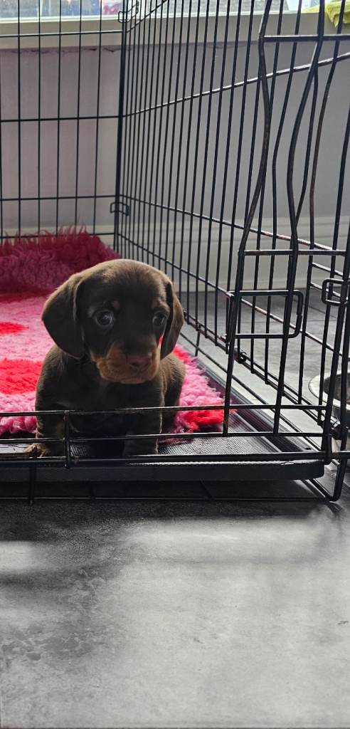 Dachshund female puppy 