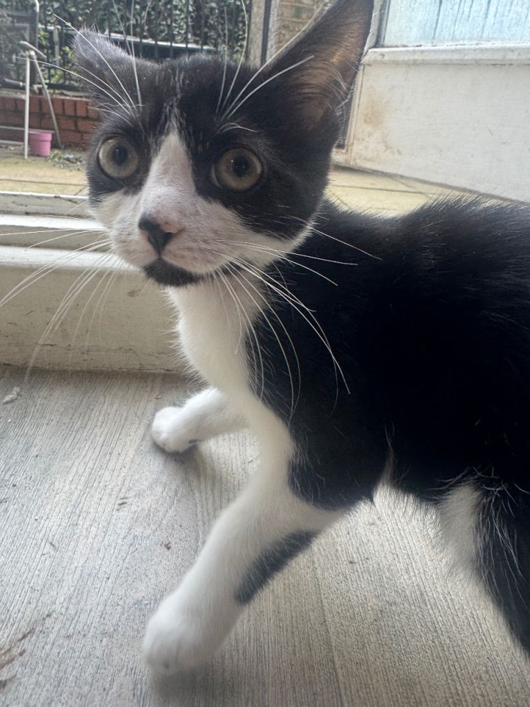 Sweet, Affectionate Kitten Looking for a Caring Home