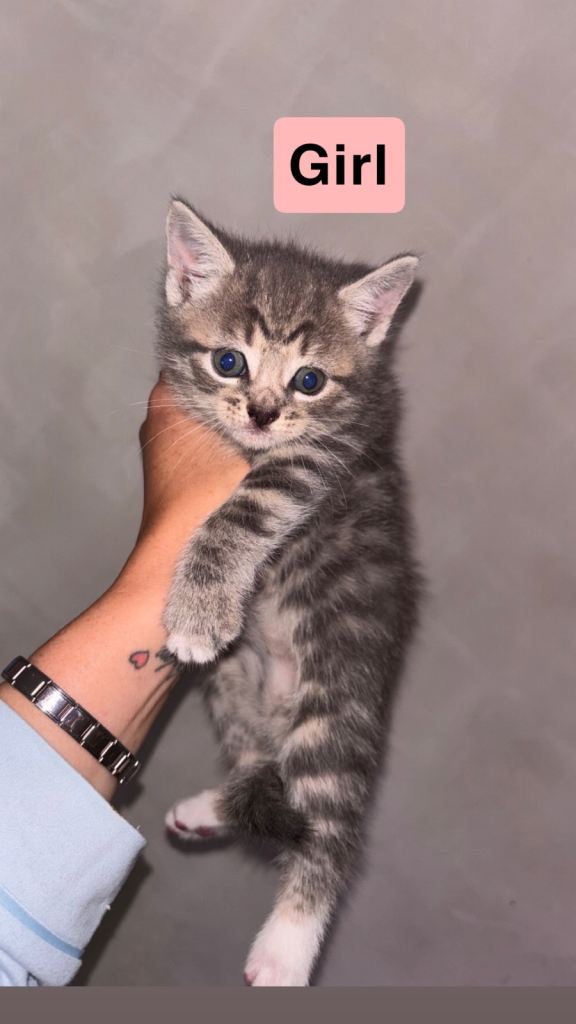 4 beautiful kittens