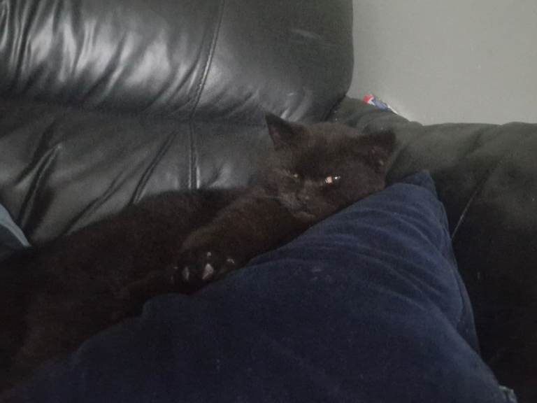 My gorgeous black British short-hair  lindor   