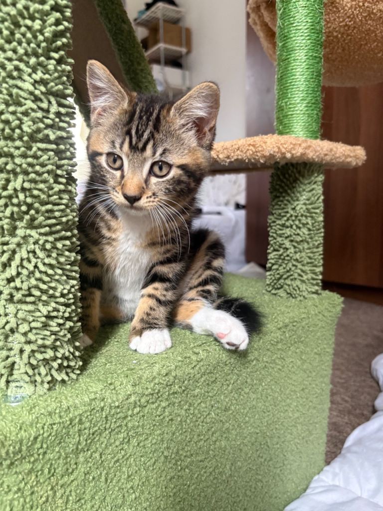 Kittens for sale