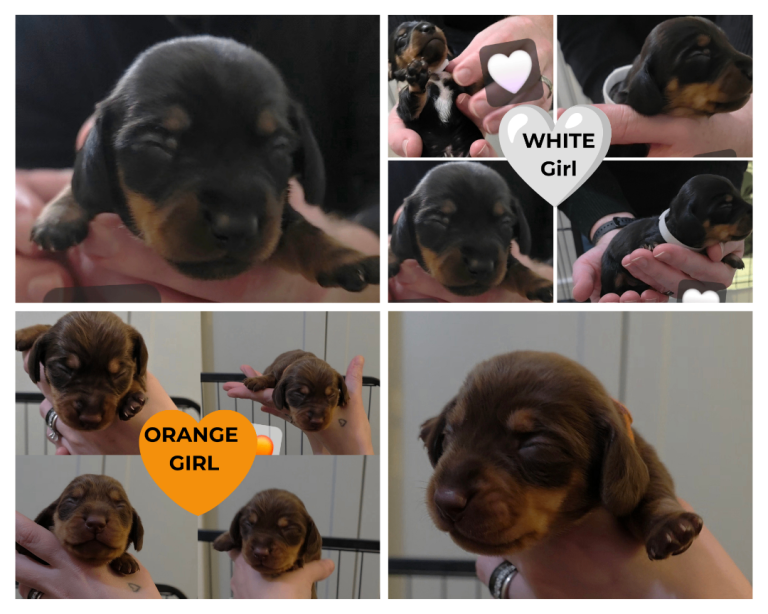 Miniture Dachshunds 3 girls left