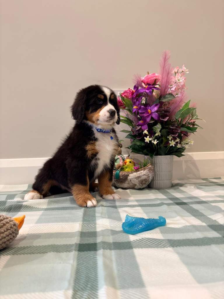 Bernese mountain pups