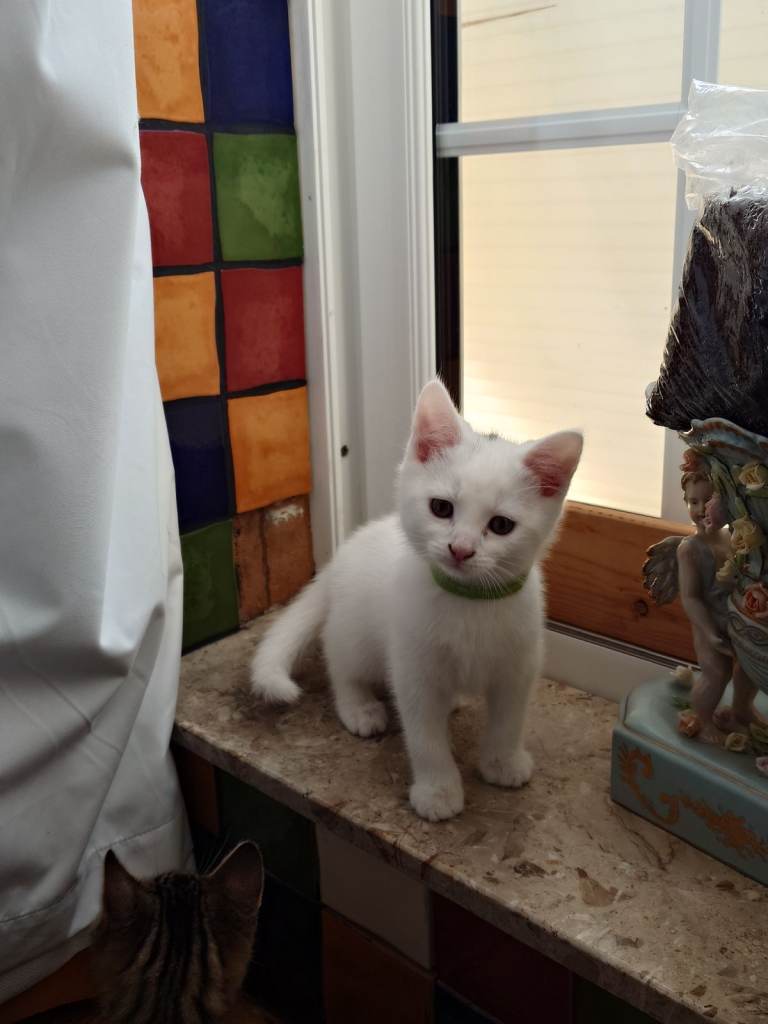  kittens 