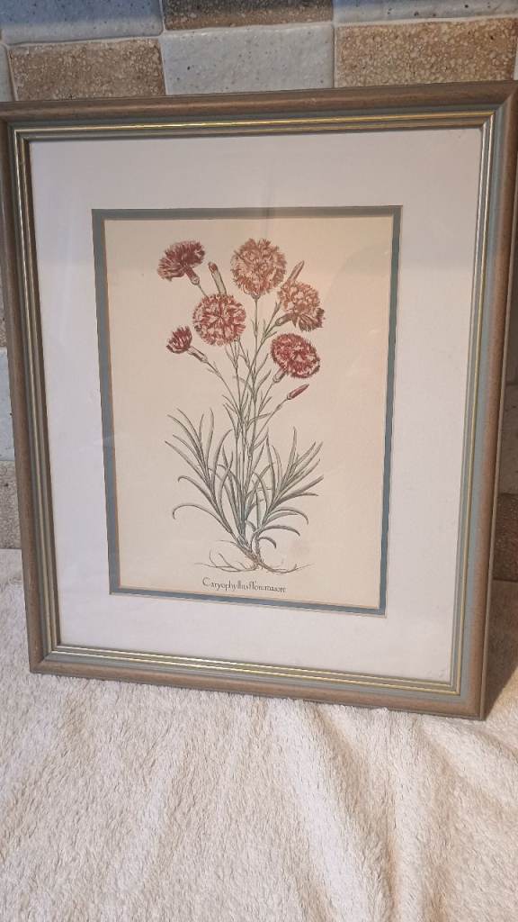 image for Caryophyllus Floremajore(Carnation) Print 