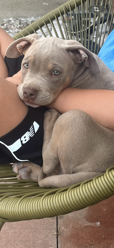 Pocket American bully 10 weeks old 