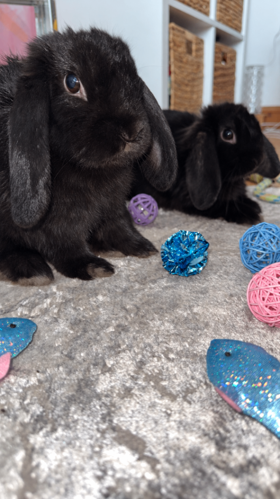 26 week old male rabbits 