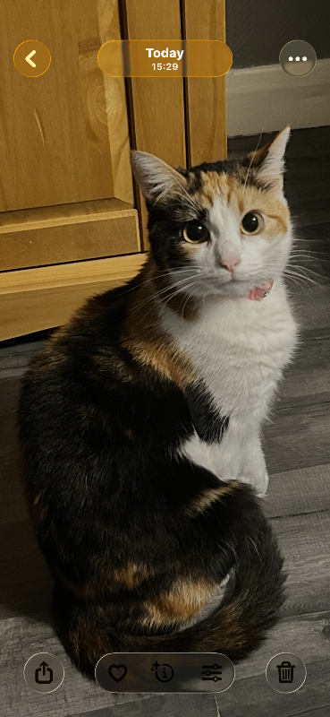 Beautiful calico girl looking for her new home 