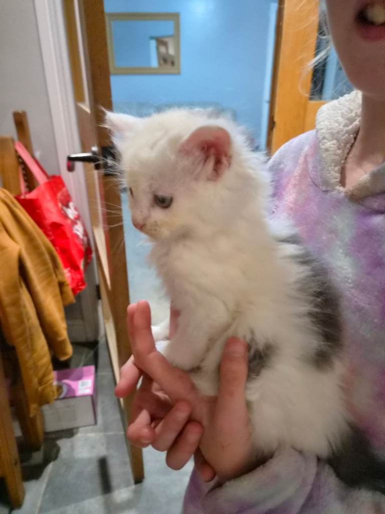 Stunning kittens