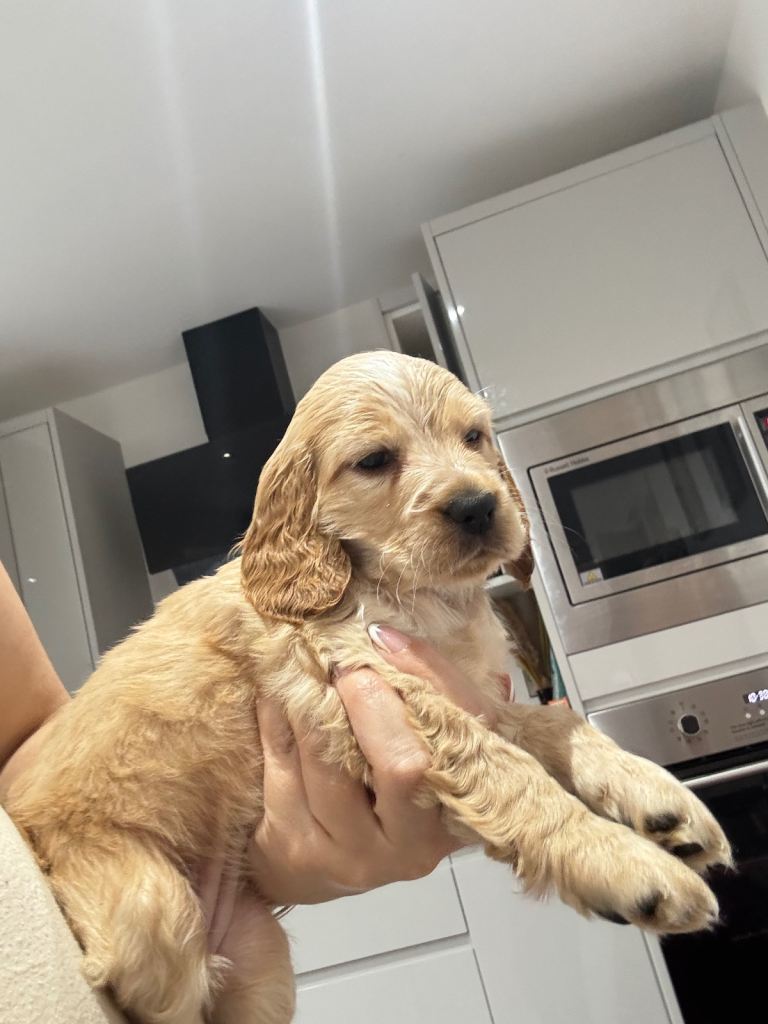 Cocker spaniel puppies for sale 