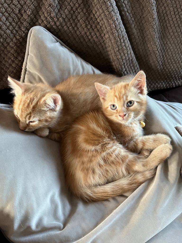 Ginger and Tortie Kittens