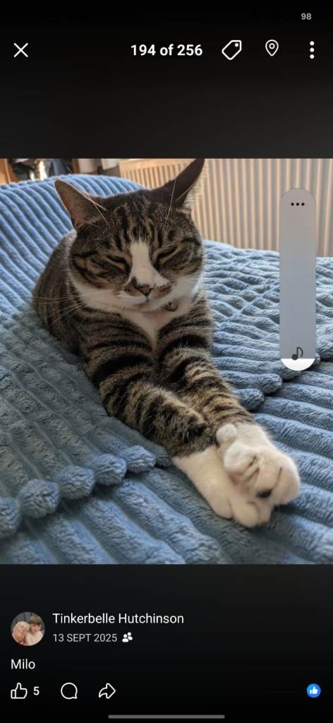 Missing cat