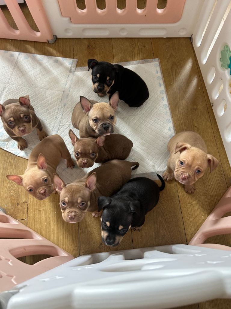 Pocket bullies ❌REDUCE ❌