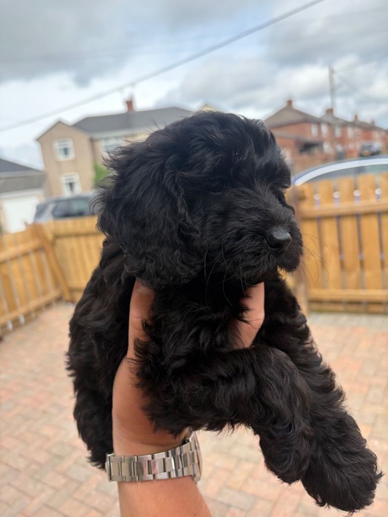 F1b cockapoo puppies ready to leave 