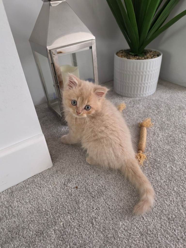 Persian kittens for sale