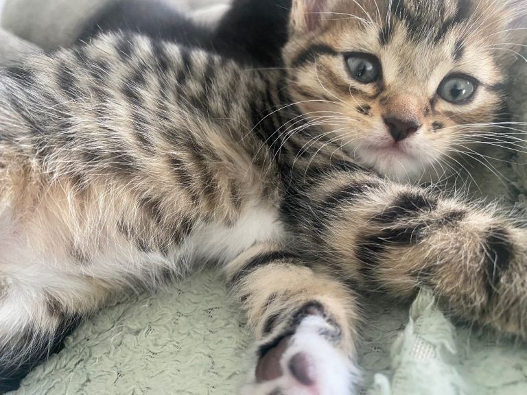 Kitten 