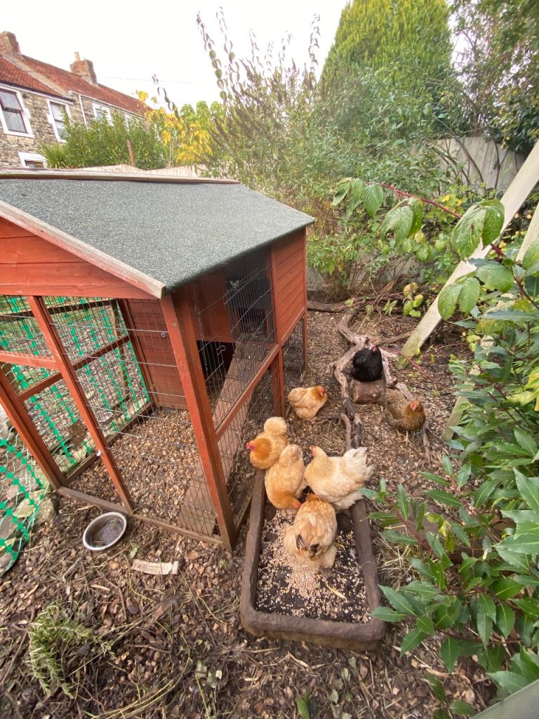 7 bantam hens,coop,food,bedding