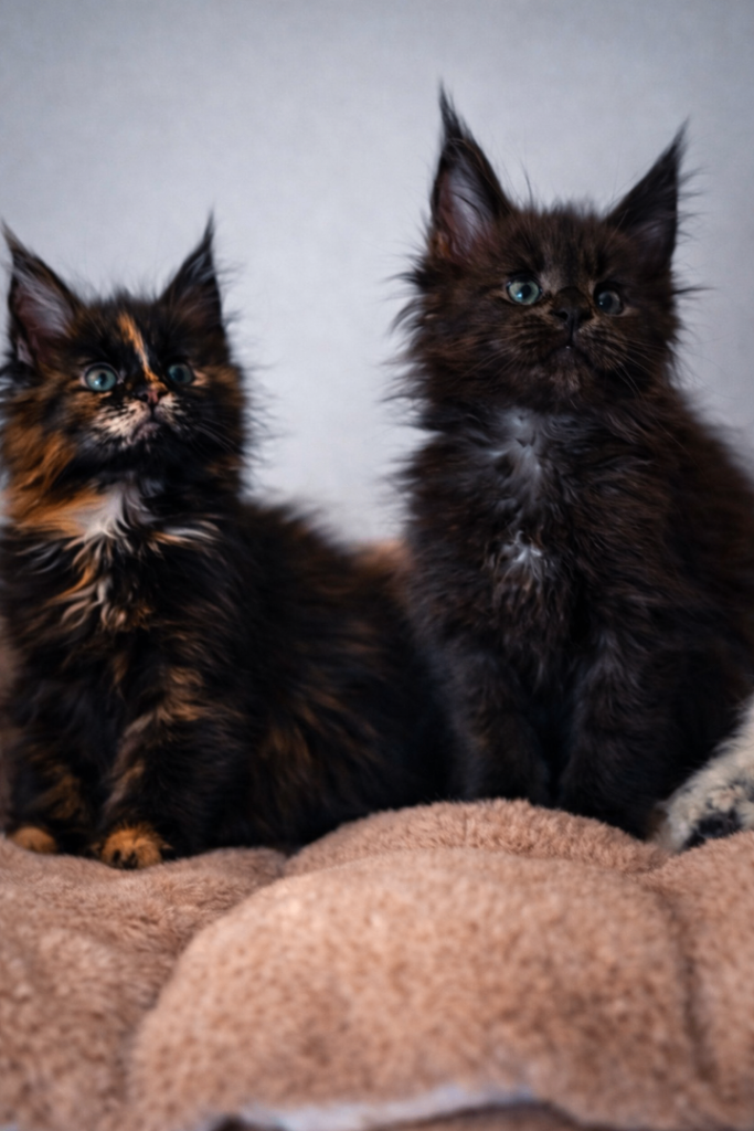 Maine coon kittens READY NOW!!!