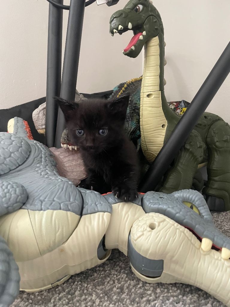 3 kittens 