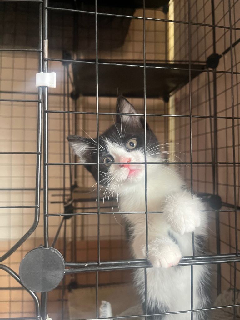 1 female b&w kitten left