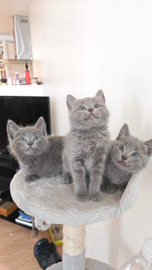 3 Russian blue mix Kittens available 