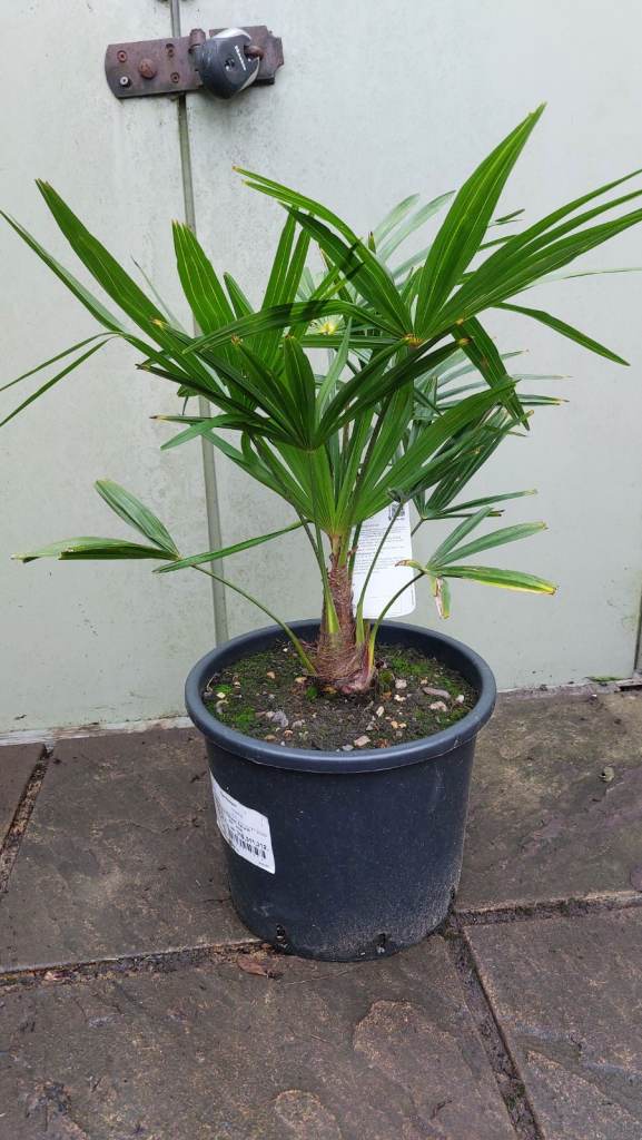 TRACHYCARPUS FORTUNEI PALM TREE