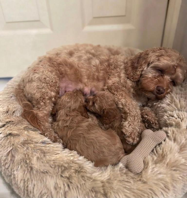Cavapoo