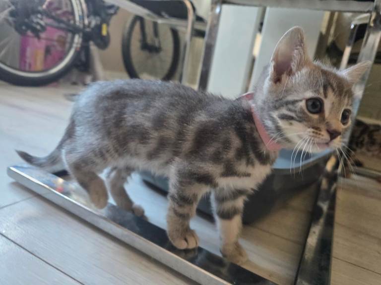Bengal X Kittens READY NOW!